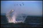 Humpback Whales 162