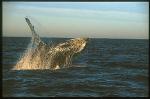 Humpback Whales 163