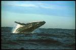 Humpback Whales 164
