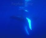 Humpback Whales 167