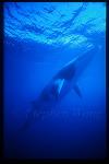 Minke Whales 103