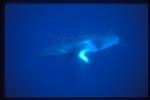 Minke Whales 104