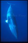 Minke Whales 105