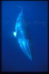 Minke Whales 106