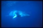 Minke Whales 107