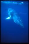 Minke Whales 108