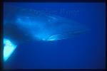 Minke Whales 109