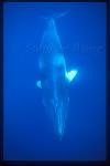 Minke Whales 110