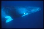 Minke Whales 111