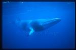 Minke Whales 112