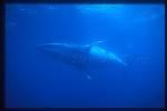 Minke Whales 113