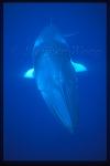Minke Whales 114