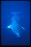 Minke Whales 115