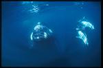 Southern Right Whale & Dusky Dolphins 05