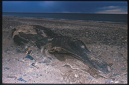 Southern Right Whale dead baby 01