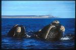 Southern Right Whales 102