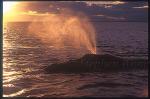 Southern Right Whales 104