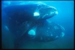 Southern Right Whales 107