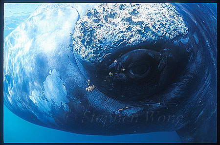 Southern Right Whales 109