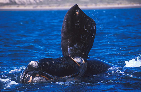 Southern Right Whales 110