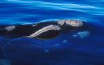 Southern Right Whales 111