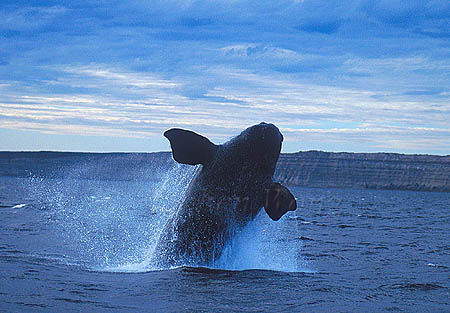 Southern Right Whales 112