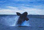 Southern Right Whales 112