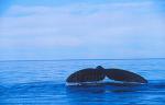 Southern Right Whales 115