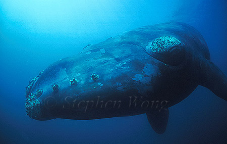 Southern Right Whales 117