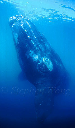 Southern Right Whales 118