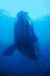 Southern Right Whales 119