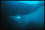 Southern Right Whales mating 03
