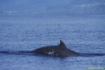 Sowerby's Beaked Whale 01 Rare Animal 110803
