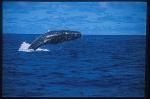 Sperm Whales 101