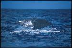Sperm Whales 102
