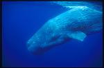 Sperm Whales 104
