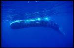 Sperm Whales 106