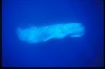 Sperm Whales 107