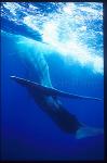 Sperm Whales 108