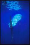 Sperm Whales 109