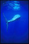Sperm Whales 110