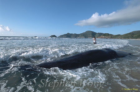 Sperm Whales 113 dead, Hong Kong 080803