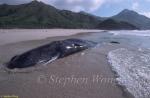 Sperm Whales 116 dead, Hong Kong 080803