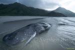 Sperm Whales 117 dead, Hong Kong 080803
