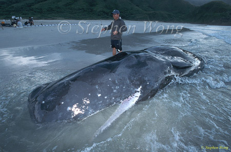 Sperm Whales 118 dead, Hong Kong 080803