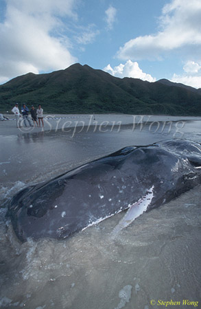 Sperm Whales 119 dead, Hong Kong 080803