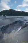 Sperm Whales 119 dead, Hong Kong 080803