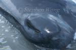 Sperm Whales 121 dead, blow hole, Hong Kong 080803