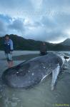 Sperm Whales 123 dead, Hong Kong 080803