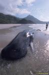 Sperm Whales 125 dead, Hong Kong 080803